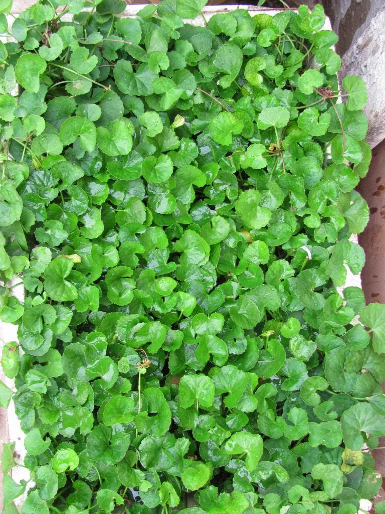 cách trồng rau má trong chậu