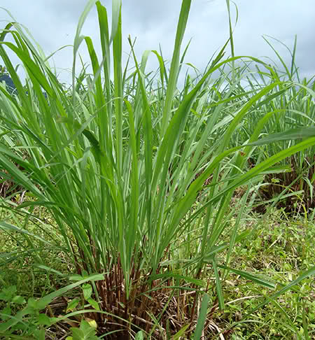 lợi ích của cây sả 