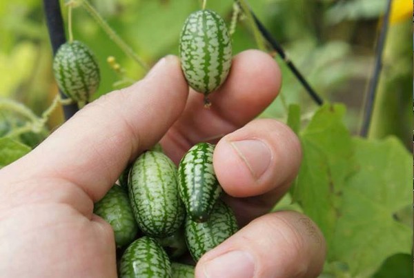 cách trồng dưa hấu tí hon tại nhà
