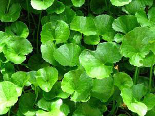 trồng rau má tại nhà
