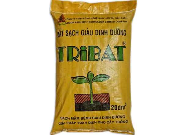 cách trồng rau diếp cá