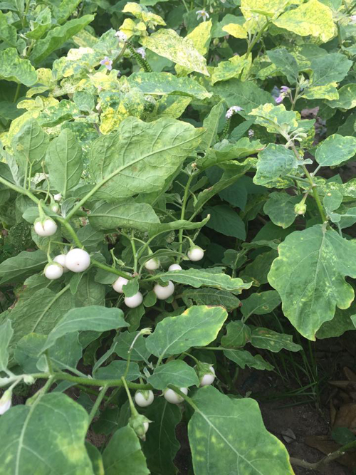 cách trồng cà pháo đơn giản