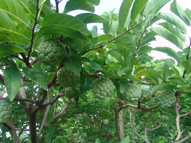 tưới nhỏ giọt cho cây na