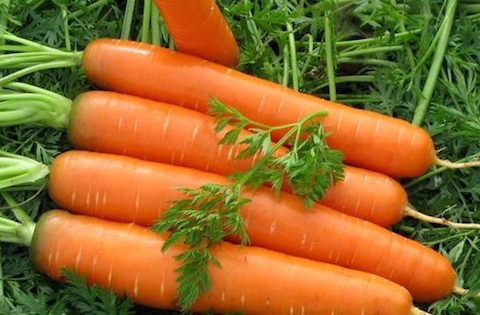 trồng cà rốt trong thùng xốp