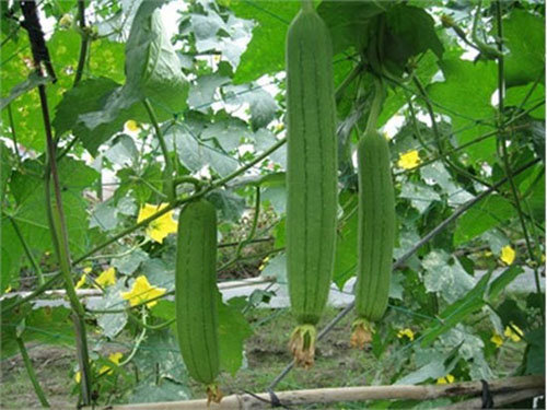 trồng mướp trong thùng xốp hiệu quả