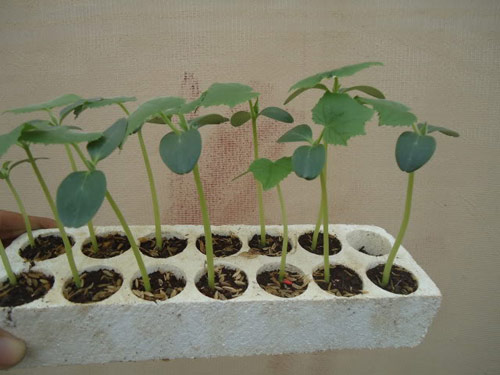 trồng mướp trong thùng xốp