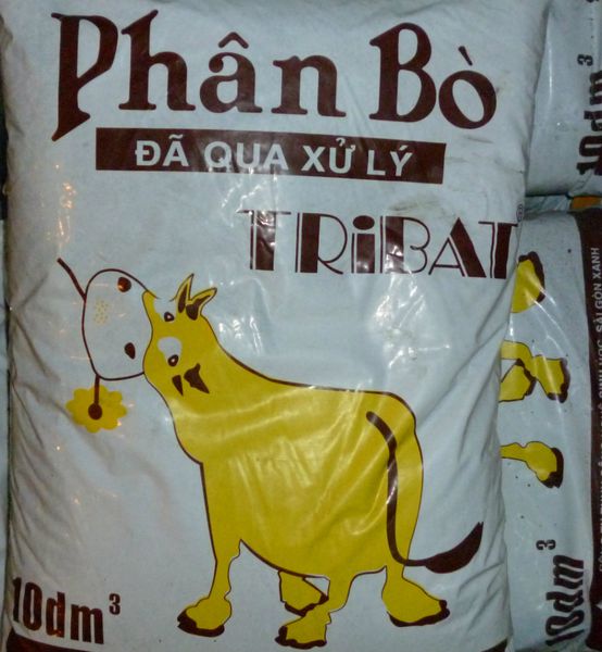 trồng rau ngót trong thùng xốp