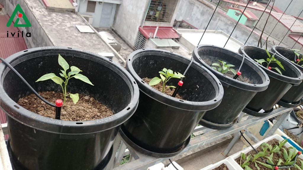 tưới nhỏ giọt