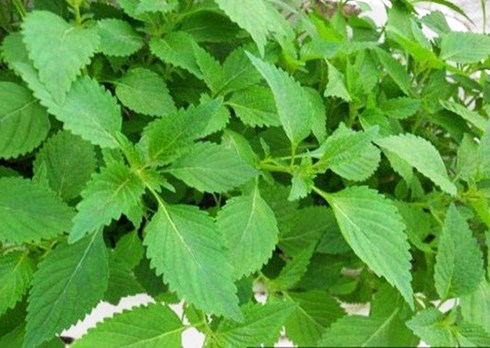 cách trồng rau kinh giới tại nhà đơn giản