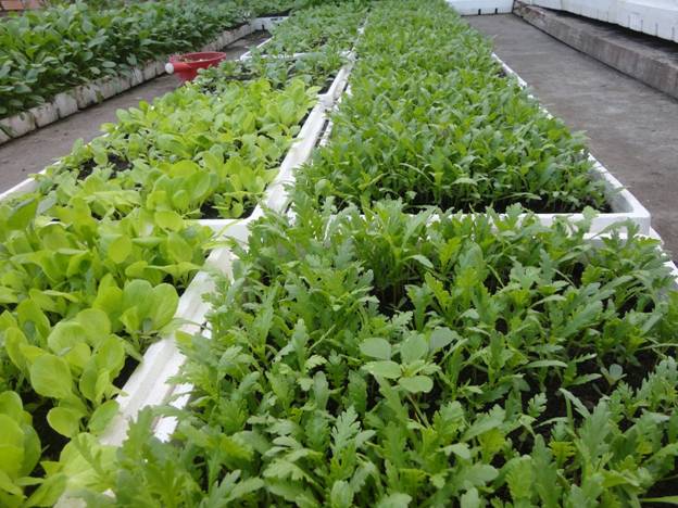 cách trồng rau cải cúc đơn giản