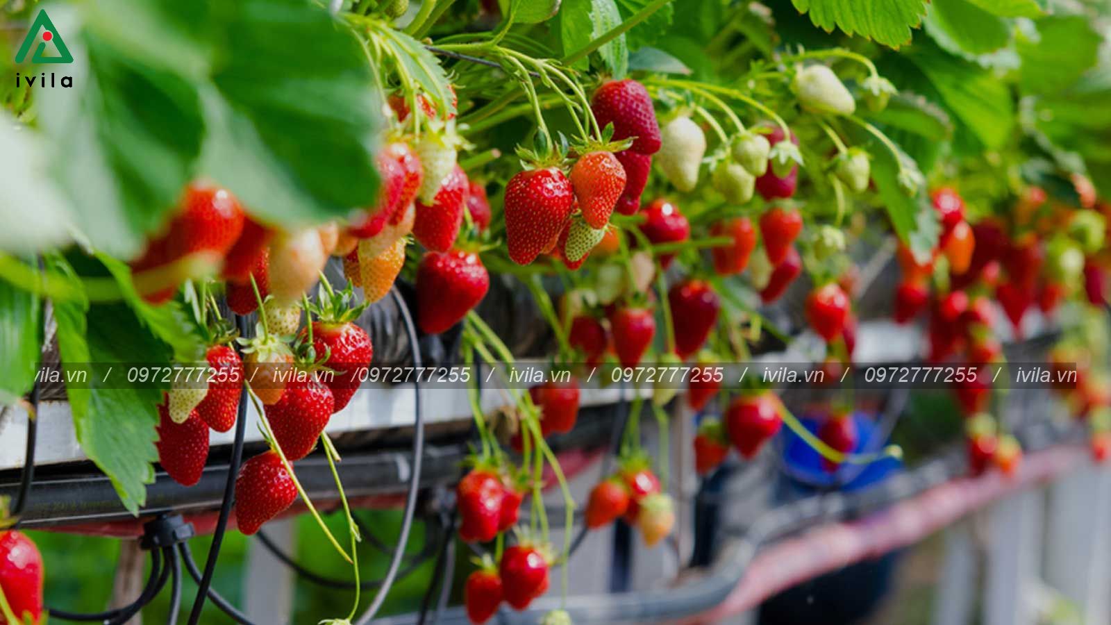 thi công tưới nông nghiệp