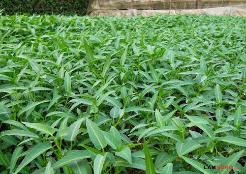 Cây rau muống