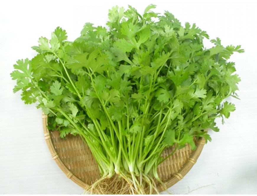 cách trồng rau mùi tại nhà 