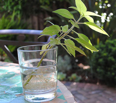 Trồng rau húng quế bằng phương pháp giâm cành