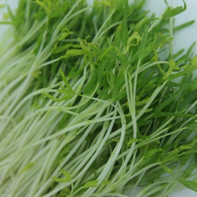 Quy trình trồng rau muống thủy canh rất đơn giản