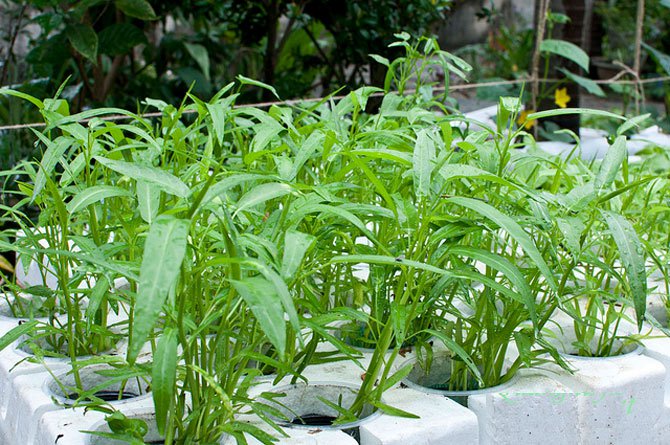 Trồng rau muống thủy canh tại nhà