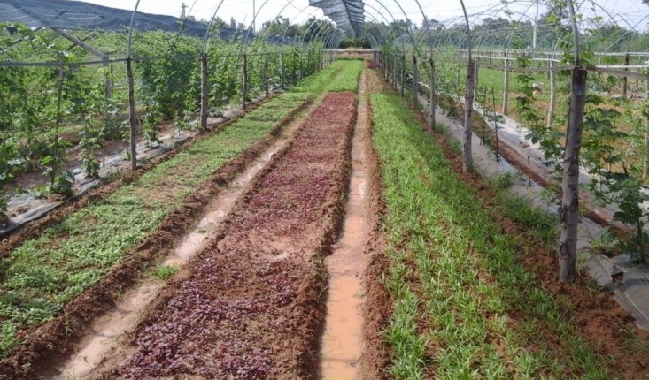 cách trồng rau vụ đông xanh tốt