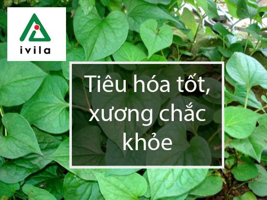 trong-rau-diep-ca-tai-nha
