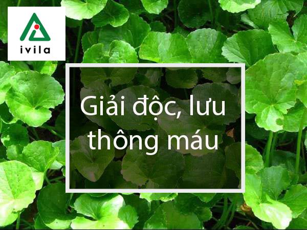 trong-rau-ma-tai-nha