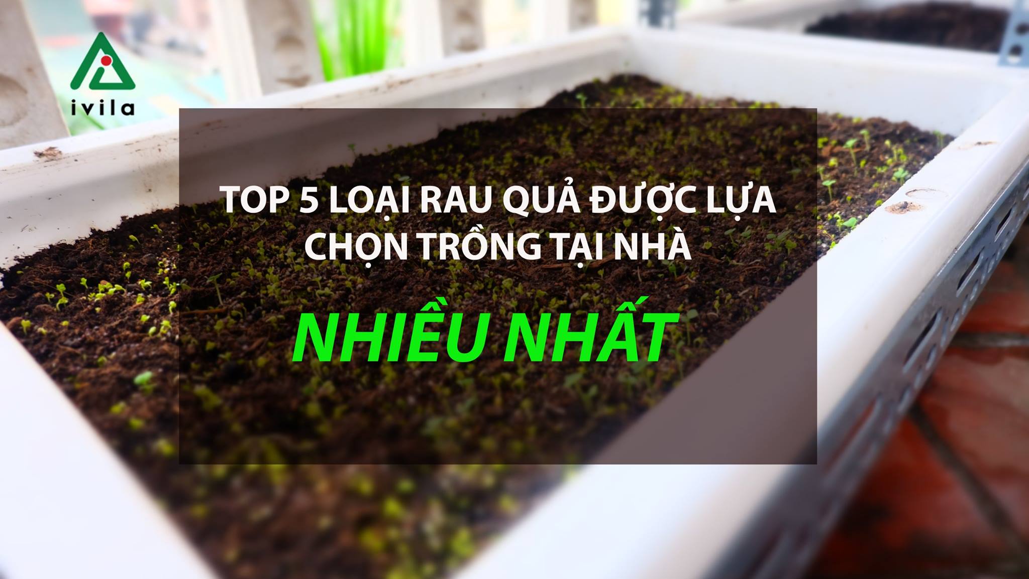 5-loai-rau-trong-tai-nha-nhieu-nhat