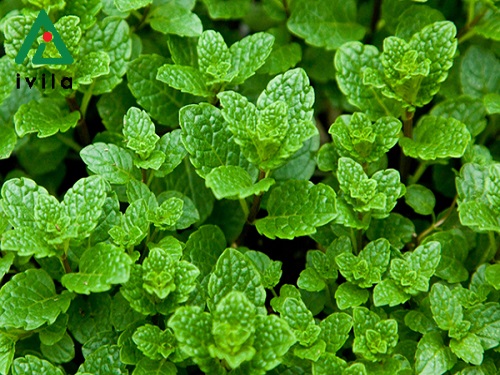 phan-biet-bac-ha-hung-lui-ivila