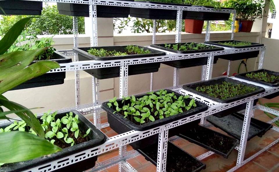 Cách trồng rau trên sân thượng cực đơn giản